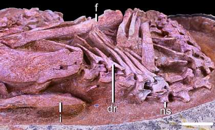 Remarkably Preserved Dinosaur Embryo Sheds Light on Origins of Bird-Like Hatching Behavior