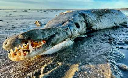 Rare Alligator Gar Sighting on Texas Shore Reveals Ancient Fish’s Resilience