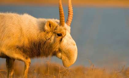 Kazakhstan’s Monumental Mammal Comeback Earns Top 2024 Earthshot Honor