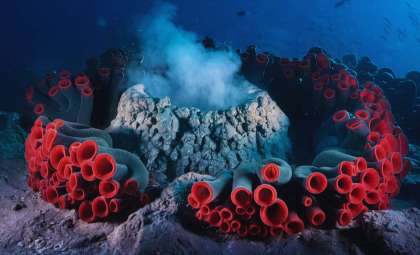Enormous Subsea Worms Discovered in Volcanic Fissures Unveil New Marine Ecosystems