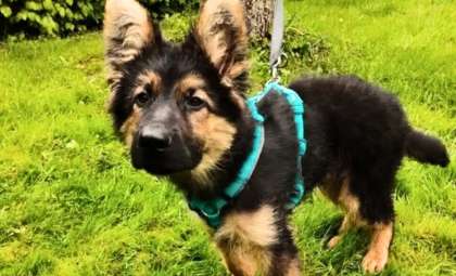24 Hours After Bringing Him Home, She Urgently Returned Her New Puppy to the Shelter