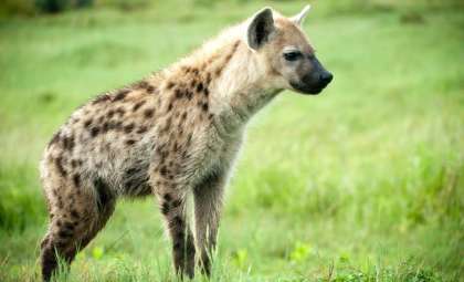 Spotted Hyena Reemerges in Egypt After 5,000-Year Absence