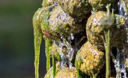 Unveiling Earth’s Long Evolutionary Slump and Its Role in Life’s Diversity