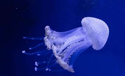 Mysteries of the Giant Phantom Jelly: The 33-Foot Deep-Sea Enigma That Gives Birth Mouth-First