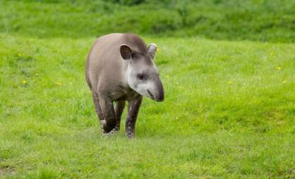 South American Tapirs Make a Stunning Comeback in Atlantic Forest After a Century