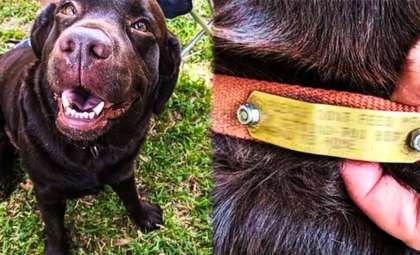 How a Hidden Collar Led to the Rescue of a Lonely Dog