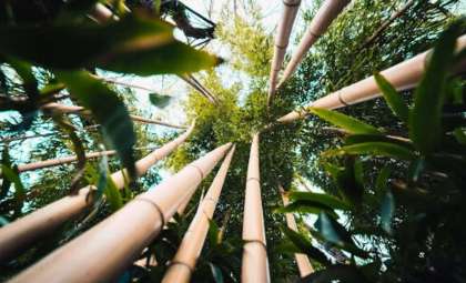 Japan’s Black Bamboo Blossoms Once a Century, Triggering Ecological Challenges