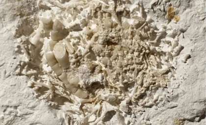 Ancient Predator's Fossilized Vomit Offers Rare Insight Into Prehistoric Diets