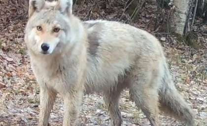 Unraveling the Identity of a Mysterious Canine Filmed in Northern Minnesota