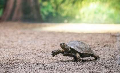What Does Your Walking Pace Reveal About Your Inner Self?
