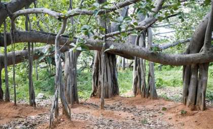 Discover the 550-Year-Old Banyan Tree Spanning Four Football Fields