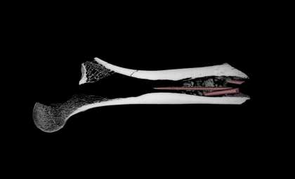 7,000-Year-Old Poisoned Arrow Reveals Early Human Ingenuity