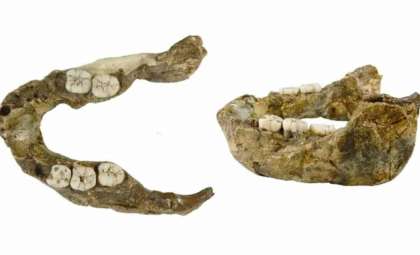 Ancient 1.4-Million-Year-Old Jawbone Uncovers New Early Human Ancestor