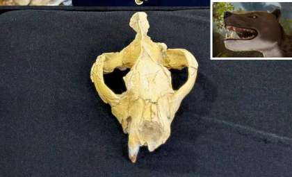 Ancient Predator Skull Found in Egypt Sheds New Light on Africa’s Prehistoric Hunters