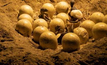 Remarkably Preserved Dinosaur Embryo Found Inside 70-Million-Year-Old Egg