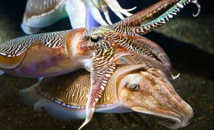 Cuttlefish Exhibit Remarkable Self-Control Comparable to Advanced Vertebrates