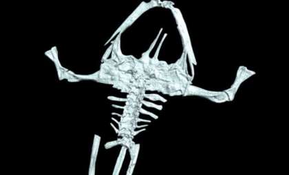 Fossil of 100-Million-Year-Old Frog Found Carrying Eggs Reveals Ancient Reproductive Behavior