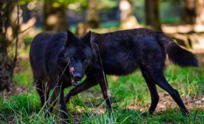 Unexpected Appearance of Black Wolves in European Forests Stirs Scientific Interest
