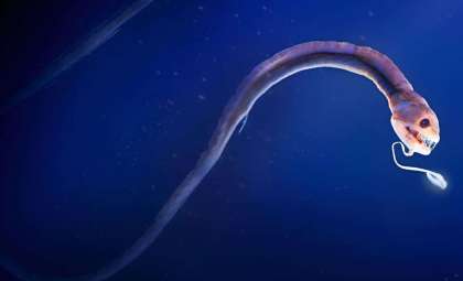 Revolutionary Deep-Sea Study Targets Rare Sharks and Fish in Australasian Waters