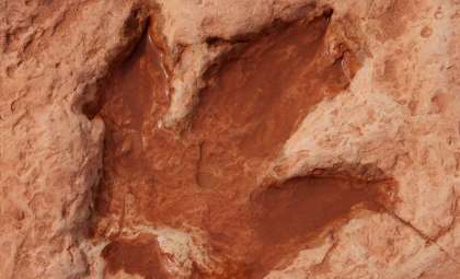 Rare 130-Million-Year-Old Dinosaur Footprint Unearthed on Isle of Wight Beach