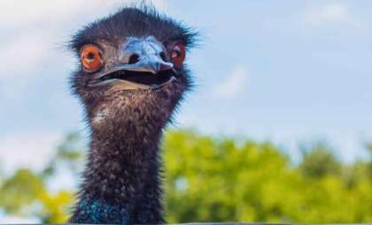 Study Reveals Emus and Rheas Surpass Expectations as Clever Problem-Solvers