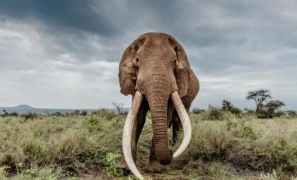 Earliest Evidence of Extinct Elephant Butchery Discovered in India’s Kashmir Valley
