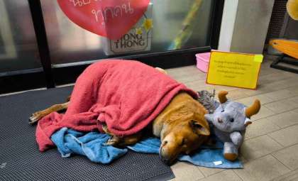Loyal Stray Dog’s Vigil Outside a Thai Store Leads to Royal Rescue