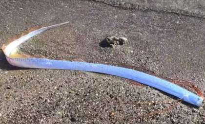 Rare Oarfish Found on Canary Islands Shore Sparks Disaster Fears