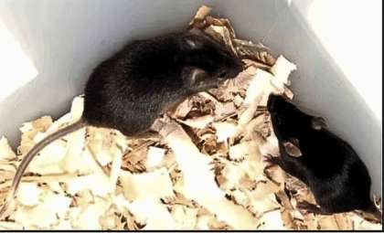 Scientists Achieve Mammalian Birth Using Two Male Parents for the First Time