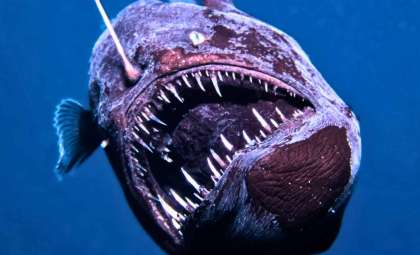 Rare Surface Appearance of Elusive 'Black Sea Devil' Anglerfish Recorded Near Tenerife