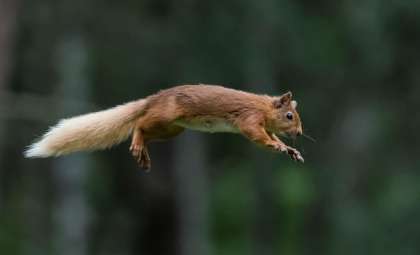 Ancient Giant Flying Squirrel Discovered in Appalachian Fossil Site