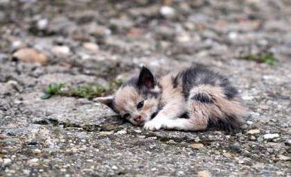 France Leads Europe in Pet Abandonment: Spotlight on 30 Millions d’Amis Campaign
