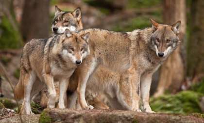 Wolves Gain Full Protection Across Europe, Even Near Human Habitations