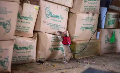 African Giant Rats: A New Frontier in Combating Illegal Wildlife Trade