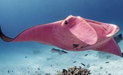 Stunning Pink Manta Ray Spotted Near Great Barrier Reef
