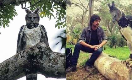 Meet the Mighty Harpy Eagle: A Giant Raptor with a Humanlike Appearance