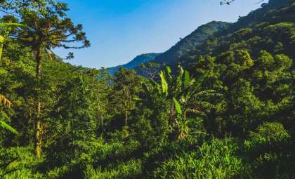 Hidden Cameras Reveal South America’s Largest Mammal in Brazil After a Century