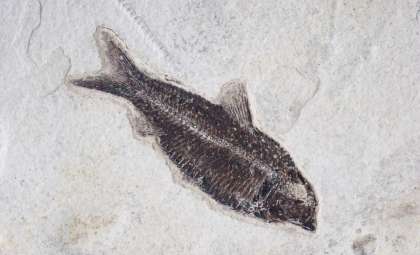 Ancient Fish Pioneered the Joints That Power Human Movement