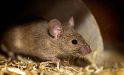 Rodents Display Unexpected 'First Aid' Skills, Scientists Amazed