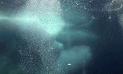 Invasive Orca Populations Are Transforming Arctic Ecosystems and Worrying Researchers