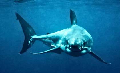 Killer Whales Challenge Great White Sharks as Ocean’s New Apex Predators