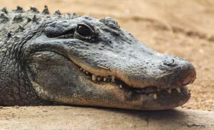 Striking Orange Alligators Captivate Observers in South Carolina