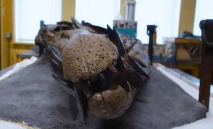 Scientists Discover a Giant Jurassic Sea Reptile Skull with Unmatched Bite Power