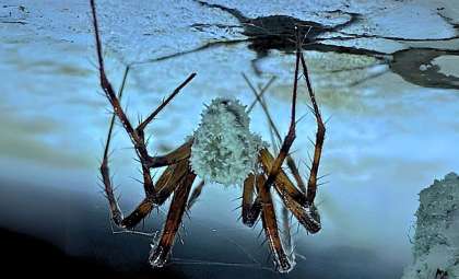 Newly Found Fungus Turns Spiders into Haunting ‘Zombie’ Hosts in Northern Ireland