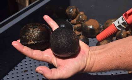 Massive Deep-Sea Rare Metal Deposit Discovered Near Japan’s Minamitori Island
