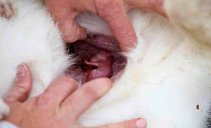 Breakthrough in Australia: First Kangaroo Embryo Created Using IVF Technology