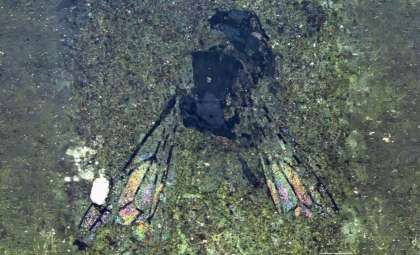 Ancient 14.6-Million-Year-Old Bee Fossil Unearthed in New Zealand Raises Evolutionary Questions