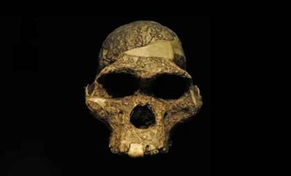 Ancient Proteins Unlock the Sex of a 3.5-Million-Year-Old Human Ancestor