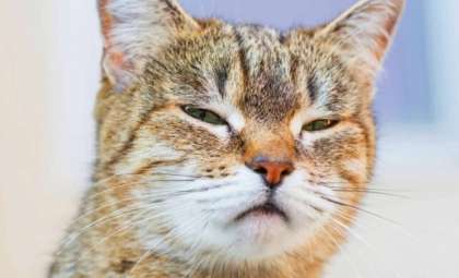 Unlocking the Secret to Communicating with Your Cat Using One Simple Gesture
