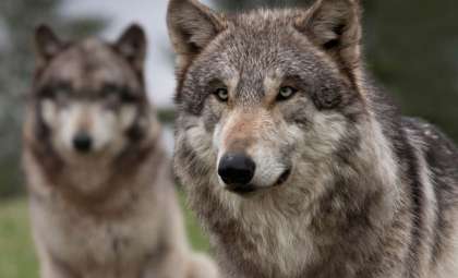Could Wolves Be Scotland’s Key to Combating Climate Change?